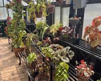 These Beautiful Plants will be sold starting on Thursday morning July 31st beginning at 9am. Not your ordinary  variety of plants, these plants are special! Raised, nurtured and cared for in a loving environment. Their home is an open-beam green house equipped with heating and cooling misting systems, generators, watering systems and more! And, in the house also there are beautiful plants: 
From rare to exotic these plants seem to abound in large round terrariums and in baskets of hanging plants. You will be mesmerized by their beauty and the tender loving care these plants have received. Love plants? Plan to be here!
We look forward to seeing you.
