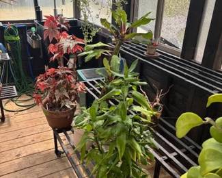 These Beautiful Plants will be sold starting on Thursday morning July 31st beginning at 9am. Not your ordinary  variety of plants, these plants are special! Raised, nurtured and cared for in a loving environment. Their home is an open-beam green house equipped with heating and cooling misting systems, generators, watering systems and more! And, in the house also there are beautiful plants: 
From rare to exotic these plants seem to abound in large round terrariums and in baskets of hanging plants. You will be mesmerized by their beauty and the tender loving care these plants have received. Love plants? Plan to be here!
We look forward to seeing you.
