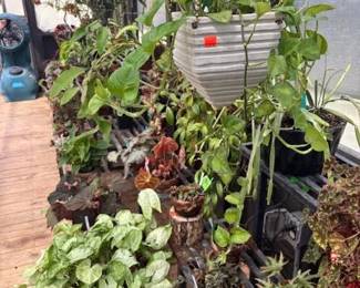 These Beautiful Plants will be sold starting on Thursday morning July 31st beginning at 9am. Not your ordinary  variety of plants, these plants are special! Raised, nurtured and cared for in a loving environment. Their home is an open-beam green house equipped with heating and cooling misting systems, generators, watering systems and more! And, in the house also there are beautiful plants: 
From rare to exotic these plants seem to abound in large round terrariums and in baskets of hanging plants. You will be mesmerized by their beauty and the tender loving care these plants have received. Love plants? Plan to be here!
We look forward to seeing you.
