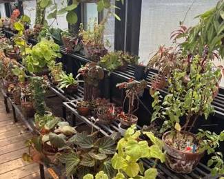 These Beautiful Plants will be sold starting on Thursday morning July 31st beginning at 9am. Not your ordinary  variety of plants, these plants are special! Raised, nurtured and cared for in a loving environment. Their home is an open-beam green house equipped with heating and cooling misting systems, generators, watering systems and more! And, in the house also there are beautiful plants: 
From rare to exotic these plants seem to abound in large round terrariums and in baskets of hanging plants. You will be mesmerized by their beauty and the tender loving care these plants have received. Love plants? Plan to be here!
We look forward to seeing you.
