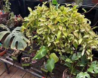 These Beautiful Plants will be sold starting on Thursday morning July 31st beginning at 9am. Not your ordinary  variety of plants, these plants are special! Raised, nurtured and cared for in a loving environment. Their home is an open-beam green house equipped with heating and cooling misting systems, generators, watering systems and more! And, in the house also there are beautiful plants: 
From rare to exotic these plants seem to abound in large round terrariums and in baskets of hanging plants. You will be mesmerized by their beauty and the tender loving care these plants have received. Love plants? Plan to be here!
We look forward to seeing you.
