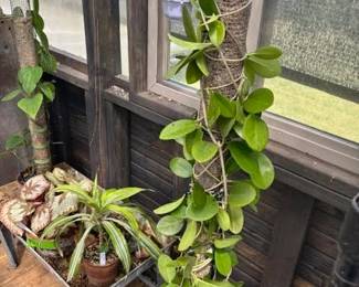 These Beautiful Plants will be sold starting on Thursday morning July 31st beginning at 9am. Not your ordinary  variety of plants, these plants are special! Raised, nurtured and cared for in a loving environment. Their home is an open-beam green house equipped with heating and cooling misting systems, generators, watering systems and more! And, in the house also there are beautiful plants: 
From rare to exotic these plants seem to abound in large round terrariums and in baskets of hanging plants. You will be mesmerized by their beauty and the tender loving care these plants have received. Love plants? Plan to be here!
We look forward to seeing you.
