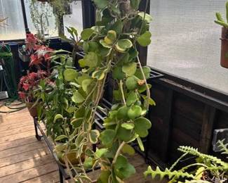 These Beautiful Plants will be sold starting on Thursday morning July 31st beginning at 9am. Not your ordinary  variety of plants, these plants are special! Raised, nurtured and cared for in a loving environment. Their home is an open-beam green house equipped with heating and cooling misting systems, generators, watering systems and more! And, in the house also there are beautiful plants: 
From rare to exotic these plants seem to abound in large round terrariums and in baskets of hanging plants. You will be mesmerized by their beauty and the tender loving care these plants have received. Love plants? Plan to be here!
We look forward to seeing you.
