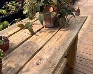 These Beautiful Plants will be sold starting on Thursday morning July 31st beginning at 9am. Not your ordinary  variety of plants, these plants are special! Raised, nurtured and cared for in a loving environment. Their home is an open-beam green house equipped with heating and cooling misting systems, generators, watering systems and more! And, in the house also there are beautiful plants: 
From rare to exotic these plants seem to abound in large round terrariums and in baskets of hanging plants. You will be mesmerized by their beauty and the tender loving care these plants have received. Love plants? Plan to be here!
We look forward to seeing you.
