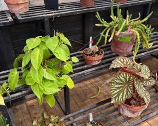 These Beautiful Plants will be sold starting on Thursday morning July 31st beginning at 9am. Not your ordinary  variety of plants, these plants are special! Raised, nurtured and cared for in a loving environment. Their home is an open-beam green house equipped with heating and cooling misting systems, generators, watering systems and more! And, in the house also there are beautiful plants: 
From rare to exotic these plants seem to abound in large round terrariums and in baskets of hanging plants. You will be mesmerized by their beauty and the tender loving care these plants have received. Love plants? Plan to be here!
We look forward to seeing you.
