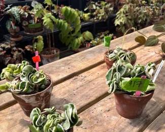 These Beautiful Plants will be sold starting on Thursday morning July 31st beginning at 9am. Not your ordinary  variety of plants, these plants are special! Raised, nurtured and cared for in a loving environment. Their home is an open-beam green house equipped with heating and cooling misting systems, generators, watering systems and more! And, in the house also there are beautiful plants: 
From rare to exotic these plants seem to abound in large round terrariums and in baskets of hanging plants. You will be mesmerized by their beauty and the tender loving care these plants have received. Love plants? Plan to be here!
We look forward to seeing you.
