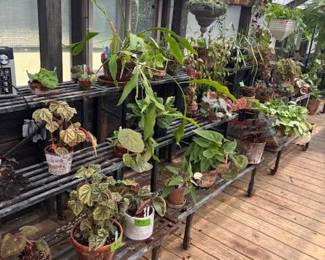 These Beautiful Plants will be sold starting on Thursday morning July 31st beginning at 9am. Not your ordinary  variety of plants, these plants are special! Raised, nurtured and cared for in a loving environment. Their home is an open-beam green house equipped with heating and cooling misting systems, generators, watering systems and more! And, in the house also there are beautiful plants: 
From rare to exotic these plants seem to abound in large round terrariums and in baskets of hanging plants. You will be mesmerized by their beauty and the tender loving care these plants have received. Love plants? Plan to be here!
We look forward to seeing you.
