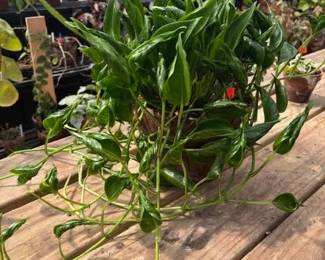 These Beautiful Plants will be sold starting on Thursday morning July 31st beginning at 9am. Not your ordinary  variety of plants, these plants are special! Raised, nurtured and cared for in a loving environment. Their home is an open-beam green house equipped with heating and cooling misting systems, generators, watering systems and more! And, in the house also there are beautiful plants: 
From rare to exotic these plants seem to abound in large round terrariums and in baskets of hanging plants. You will be mesmerized by their beauty and the tender loving care these plants have received. Love plants? Plan to be here!
We look forward to seeing you.
