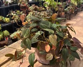 These Beautiful Plants will be sold starting on Thursday morning July 31st beginning at 9am. Not your ordinary  variety of plants, these plants are special! Raised, nurtured and cared for in a loving environment. Their home is an open-beam green house equipped with heating and cooling misting systems, generators, watering systems and more! And, in the house also there are beautiful plants: 
From rare to exotic these plants seem to abound in large round terrariums and in baskets of hanging plants. You will be mesmerized by their beauty and the tender loving care these plants have received. Love plants? Plan to be here!
We look forward to seeing you.
