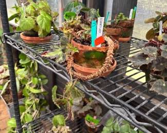 These Beautiful Plants will be sold starting on Thursday morning July 31st beginning at 9am. Not your ordinary  variety of plants, these plants are special! Raised, nurtured and cared for in a loving environment. Their home is an open-beam green house equipped with heating and cooling misting systems, generators, watering systems and more! And, in the house also there are beautiful plants: 
From rare to exotic these plants seem to abound in large round terrariums and in baskets of hanging plants. You will be mesmerized by their beauty and the tender loving care these plants have received. Love plants? Plan to be here!
We look forward to seeing you.
