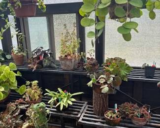 These Beautiful Plants will be sold starting on Thursday morning July 31st beginning at 9am. Not your ordinary  variety of plants, these plants are special! Raised, nurtured and cared for in a loving environment. Their home is an open-beam green house equipped with heating and cooling misting systems, generators, watering systems and more! And, in the house also there are beautiful plants: 
From rare to exotic these plants seem to abound in large round terrariums and in baskets of hanging plants. You will be mesmerized by their beauty and the tender loving care these plants have received. Love plants? Plan to be here!
We look forward to seeing you.
