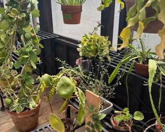 These Beautiful Plants will be sold starting on Thursday morning July 31st beginning at 9am. Not your ordinary  variety of plants, these plants are special! Raised, nurtured and cared for in a loving environment. Their home is an open-beam green house equipped with heating and cooling misting systems, generators, watering systems and more! And, in the house also there are beautiful plants: 
From rare to exotic these plants seem to abound in large round terrariums and in baskets of hanging plants. You will be mesmerized by their beauty and the tender loving care these plants have received. Love plants? Plan to be here!
We look forward to seeing you.
