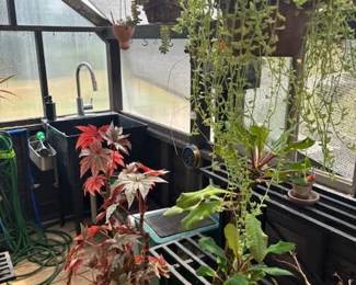 These Beautiful Plants will be sold starting on Thursday morning July 31st beginning at 9am. Not your ordinary  variety of plants, these plants are special! Raised, nurtured and cared for in a loving environment. Their home is an open-beam green house equipped with heating and cooling misting systems, generators, watering systems and more! And, in the house also there are beautiful plants: 
From rare to exotic these plants seem to abound in large round terrariums and in baskets of hanging plants. You will be mesmerized by their beauty and the tender loving care these plants have received. Love plants? Plan to be here!
We look forward to seeing you.
