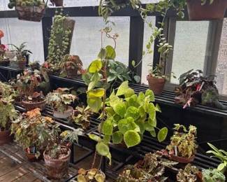 These Beautiful Plants will be sold starting on Thursday morning July 31st beginning at 9am. Not your ordinary  variety of plants, these plants are special! Raised, nurtured and cared for in a loving environment. Their home is an open-beam green house equipped with heating and cooling misting systems, generators, watering systems and more! And, in the house also there are beautiful plants: 
From rare to exotic these plants seem to abound in large round terrariums and in baskets of hanging plants. You will be mesmerized by their beauty and the tender loving care these plants have received. Love plants? Plan to be here!
We look forward to seeing you.
