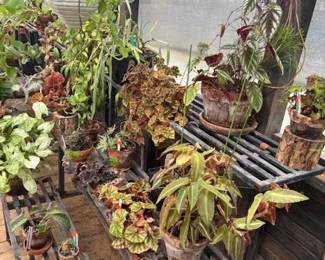 These Beautiful Plants will be sold starting on Thursday morning July 31st beginning at 9am. Not your ordinary  variety of plants, these plants are special! Raised, nurtured and cared for in a loving environment. Their home is an open-beam green house equipped with heating and cooling misting systems, generators, watering systems and more! And, in the house also there are beautiful plants: 
From rare to exotic these plants seem to abound in large round terrariums and in baskets of hanging plants. You will be mesmerized by their beauty and the tender loving care these plants have received. Love plants? Plan to be here!
We look forward to seeing you.
