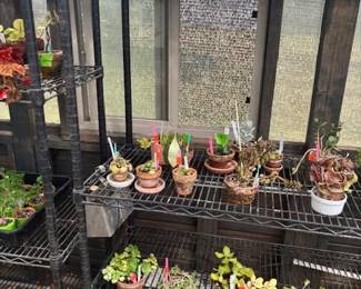 These Beautiful Plants will be sold starting on Thursday morning July 31st beginning at 9am. Not your ordinary  variety of plants, these plants are special! Raised, nurtured and cared for in a loving environment. Their home is an open-beam green house equipped with heating and cooling misting systems, generators, watering systems and more! And, in the house also there are beautiful plants: 
From rare to exotic these plants seem to abound in large round terrariums and in baskets of hanging plants. You will be mesmerized by their beauty and the tender loving care these plants have received. Love plants? Plan to be here!
We look forward to seeing you.
