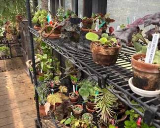 These Beautiful Plants will be sold starting on Thursday morning July 31st beginning at 9am. Not your ordinary  variety of plants, these plants are special! Raised, nurtured and cared for in a loving environment. Their home is an open-beam green house equipped with heating and cooling misting systems, generators, watering systems and more! And, in the house also there are beautiful plants: 
From rare to exotic these plants seem to abound in large round terrariums and in baskets of hanging plants. You will be mesmerized by their beauty and the tender loving care these plants have received. Love plants? Plan to be here!
We look forward to seeing you.
