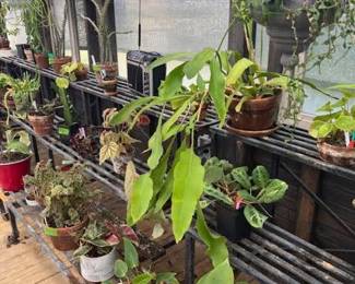 These Beautiful Plants will be sold starting on Thursday morning July 31st beginning at 9am. Not your ordinary  variety of plants, these plants are special! Raised, nurtured and cared for in a loving environment. Their home is an open-beam green house equipped with heating and cooling misting systems, generators, watering systems and more! And, in the house also there are beautiful plants: 
From rare to exotic these plants seem to abound in large round terrariums and in baskets of hanging plants. You will be mesmerized by their beauty and the tender loving care these plants have received. Love plants? Plan to be here!
We look forward to seeing you.
