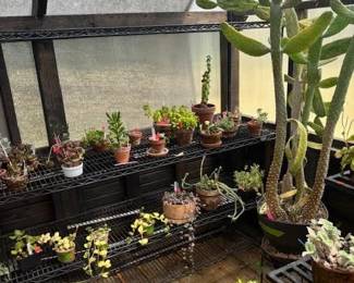 These Beautiful Plants will be sold starting on Thursday morning July 31st beginning at 9am. Not your ordinary  variety of plants, these plants are special! Raised, nurtured and cared for in a loving environment. Their home is an open-beam green house equipped with heating and cooling misting systems, generators, watering systems and more! And, in the house also there are beautiful plants: 
From rare to exotic these plants seem to abound in large round terrariums and in baskets of hanging plants. You will be mesmerized by their beauty and the tender loving care these plants have received. Love plants? Plan to be here!
We look forward to seeing you.
