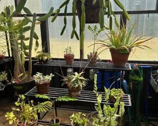 These Beautiful Plants will be sold starting on Thursday morning July 31st beginning at 9am. Not your ordinary  variety of plants, these plants are special! Raised, nurtured and cared for in a loving environment. Their home is an open-beam green house equipped with heating and cooling misting systems, generators, watering systems and more! And, in the house also there are beautiful plants: 
From rare to exotic these plants seem to abound in large round terrariums and in baskets of hanging plants. You will be mesmerized by their beauty and the tender loving care these plants have received. Love plants? Plan to be here!
We look forward to seeing you.
