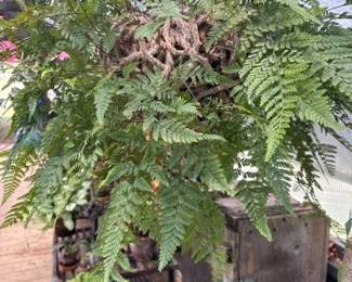 These Beautiful Plants will be sold starting on Thursday morning July 31st beginning at 9am. Not your ordinary  variety of plants, these plants are special! Raised, nurtured and cared for in a loving environment. Their home is an open-beam green house equipped with heating and cooling misting systems, generators, watering systems and more! And, in the house also there are beautiful plants: 
From rare to exotic these plants seem to abound in large round terrariums and in baskets of hanging plants. You will be mesmerized by their beauty and the tender loving care these plants have received. Love plants? Plan to be here!
We look forward to seeing you.
