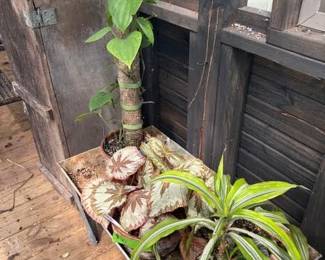 These Beautiful Plants will be sold starting on Thursday morning July 31st beginning at 9am. Not your ordinary  variety of plants, these plants are special! Raised, nurtured and cared for in a loving environment. Their home is an open-beam green house equipped with heating and cooling misting systems, generators, watering systems and more! And, in the house also there are beautiful plants: 
From rare to exotic these plants seem to abound in large round terrariums and in baskets of hanging plants. You will be mesmerized by their beauty and the tender loving care these plants have received. Love plants? Plan to be here!
We look forward to seeing you.
