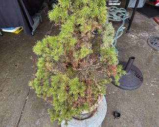 Concrete urn and evergreen