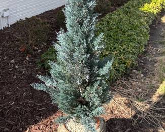 Faux arborvitae plant in concrete urn