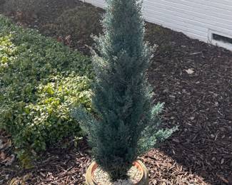 Faux arborvitae in concrete urn
