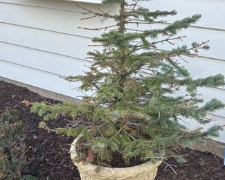 Potted evergreen plant