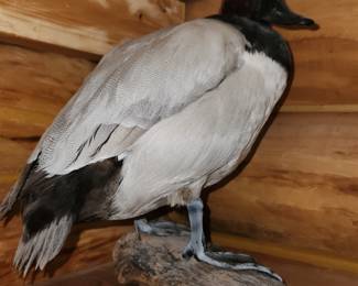 Large collection of taxidermy