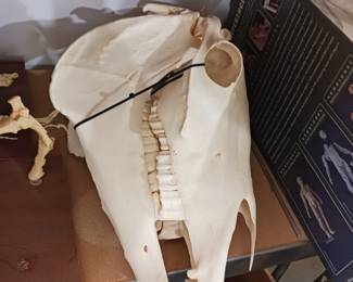 Horse skull