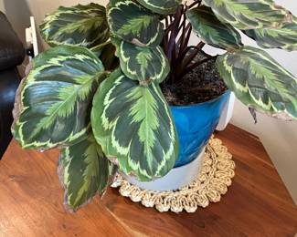 Peacock Plant - alive