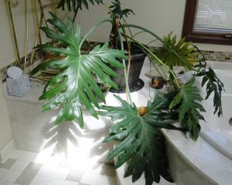 Yes, we also have live plants as well, some small, some not so small