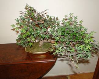 Beautiful Bonsai plant, from the Faux region of Pier 1.