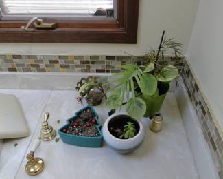 These are the smaller plants