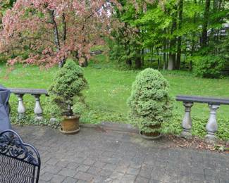 Pair of shrubs in a pot, and yes they are for sale