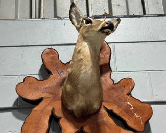 Mounted Deer Head Orlando Estate Auction