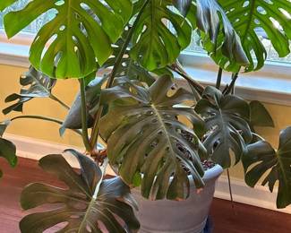 Swiss Cheese Plant