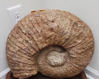 Ammonite