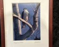 Goodell Photography Peregrine Falcon