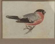 Bewick Bullfinch Bird Print
