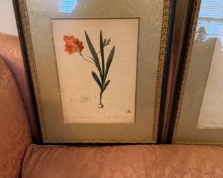 Large set of framed vintage botanical pictures
