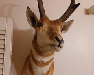 Pronghorn Antelope