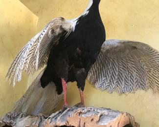 One of several bird displays!