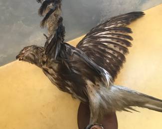 Another fine example of a bird in flight!