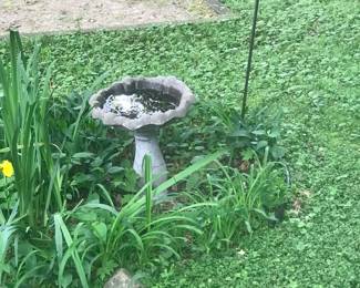 Birdbath!