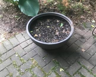 Large low planter!