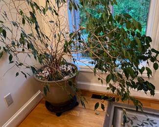 Ficus