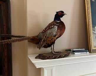Pheasant